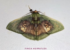 Pyrochlora rhanis