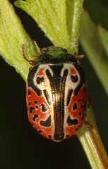 Calligrapha spiraeae