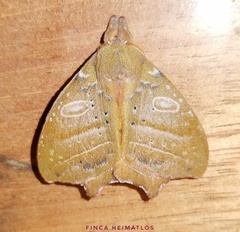 Automerina caudatula