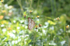 Anartia jatrophae