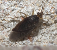 Eurychilopterella