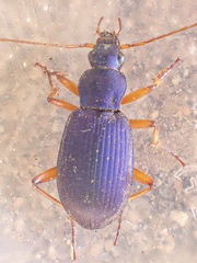 Chlaenius cumatilis