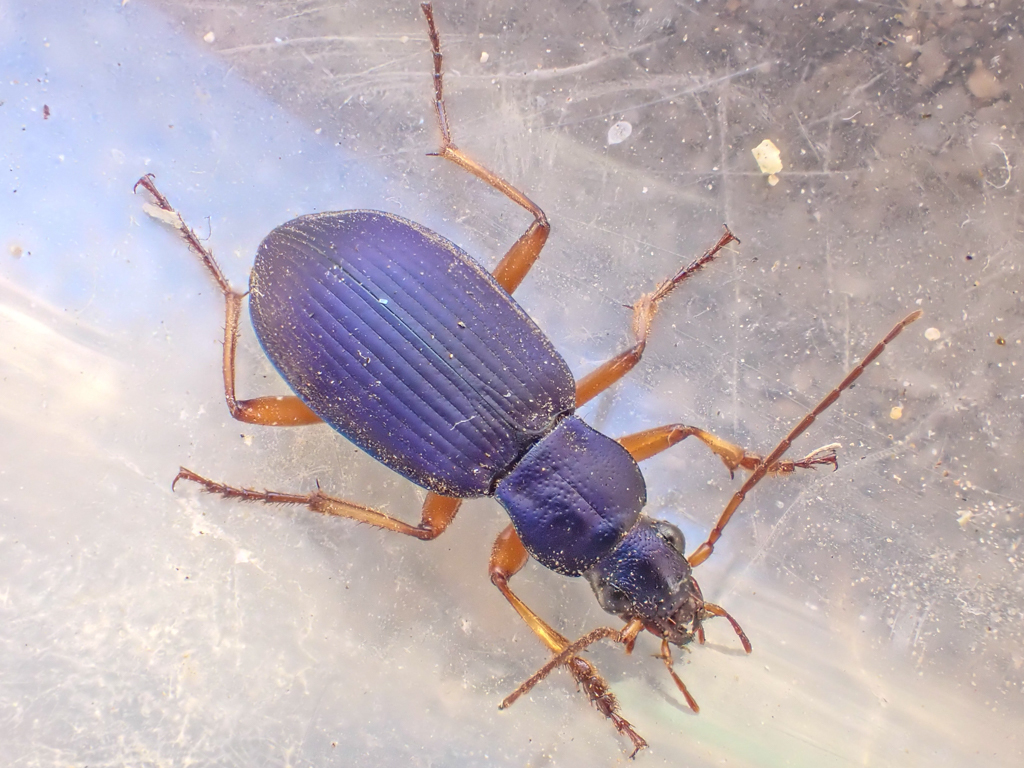 Chlaenius cumatilis