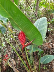 Heliconia lankesteri