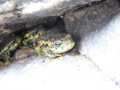 Rhinella atacamensis