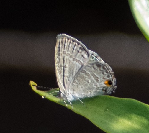 Speckled Line-Blue