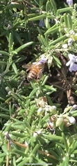 Apis mellifera