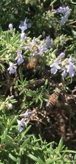 Apis mellifera