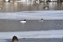 Mergus merganser