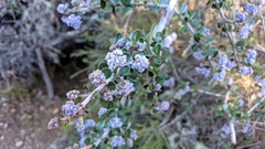 Ceanothus cuneatus ramulosus