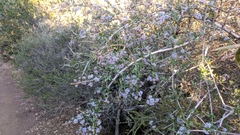 Ceanothus cuneatus ramulosus