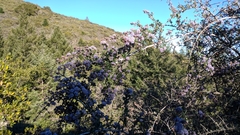 Ceanothus cuneatus ramulosus