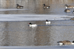 Mergus merganser