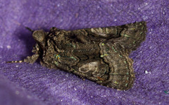 Behrensia conchiformis