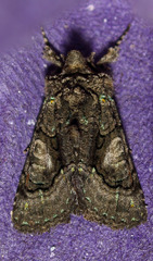 Behrensia conchiformis