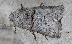 Sympistis perscripta