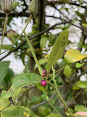 Rauvolfia tetraphylla