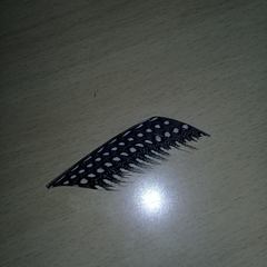 Numida meleagris domesticus