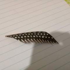 Numida meleagris domesticus