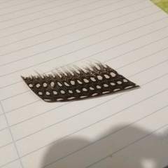 Numida meleagris domesticus