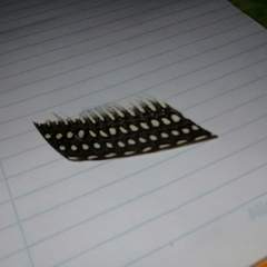 Numida meleagris domesticus