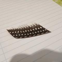 Numida meleagris domesticus