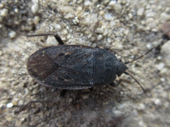 Graptopeltus koreanus