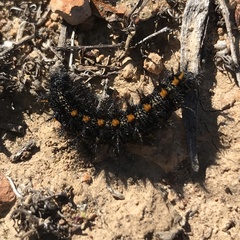 Euphydryas editha quino