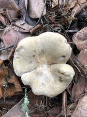 Russula brevipes brevipes