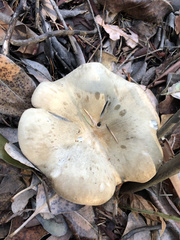 Russula brevipes brevipes