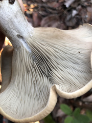 Russula brevipes brevipes