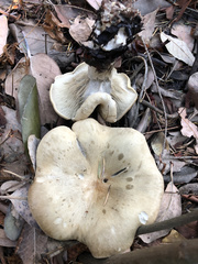 Russula brevipes brevipes