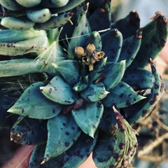 Echeveria heterosepala