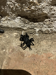 Linothele longicauda