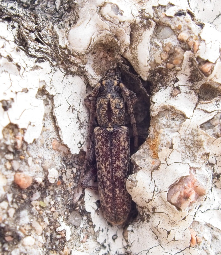 Anelaphus vernus