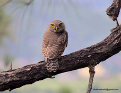 Glaucidium cuculoides