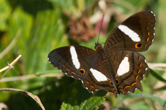 Anartia chrysopelea
