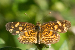 Anthanassa frisia