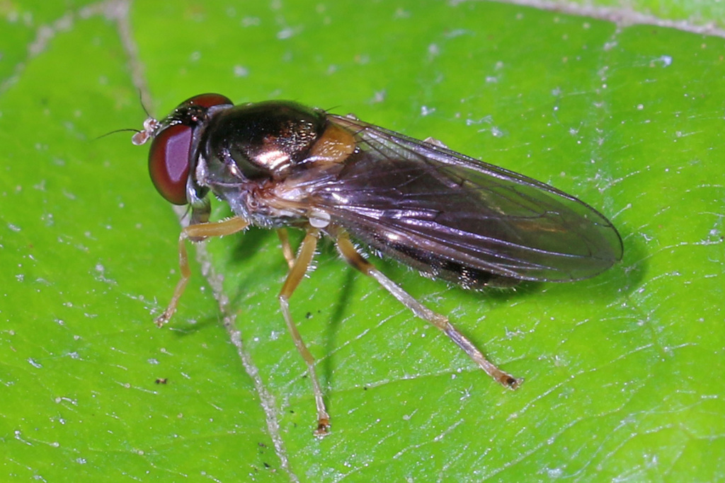 Yellow-shouldered Blacklet