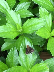 Taractrocera ardonia lamia