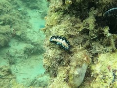 Maritigrella fuscopunctata