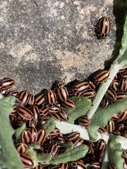 Paranaemia vittigera