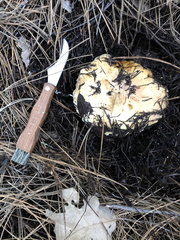 Suillus pseudobrevipes