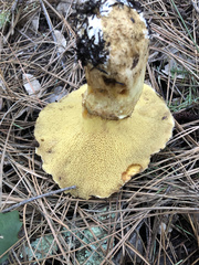 Suillus pseudobrevipes