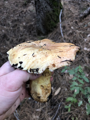 Suillus pseudobrevipes