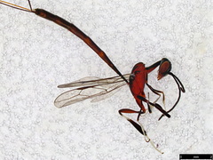 Gasteruption longicolle