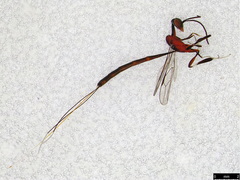 Gasteruption longicolle