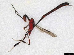 Gasteruption longicolle