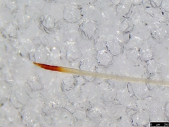 Gasteruption longicolle