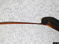 Gasteruption longicolle